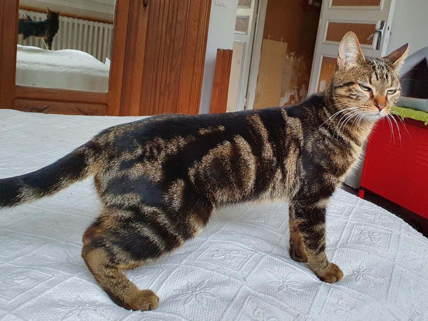 ROZANA - F - Née le 01/08/2019  - Adoptée en Mai 2020