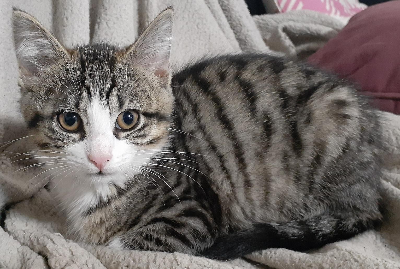  RUKBA - F - Née le 01/09/2020 - Adoptée en janvier 2021