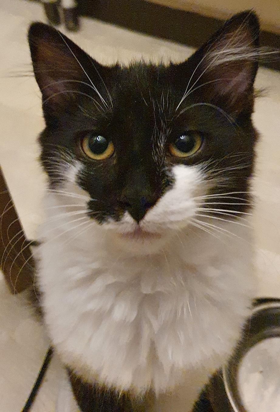 RUNNER - M - Né le 10/08/2020 - Adopté en janvier 2021