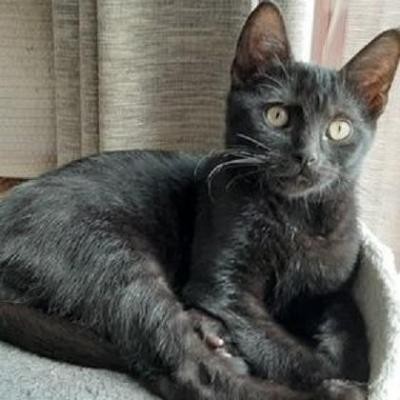 RUSH - M - Né le 05/08/2020 - Adopté en janvier 2021