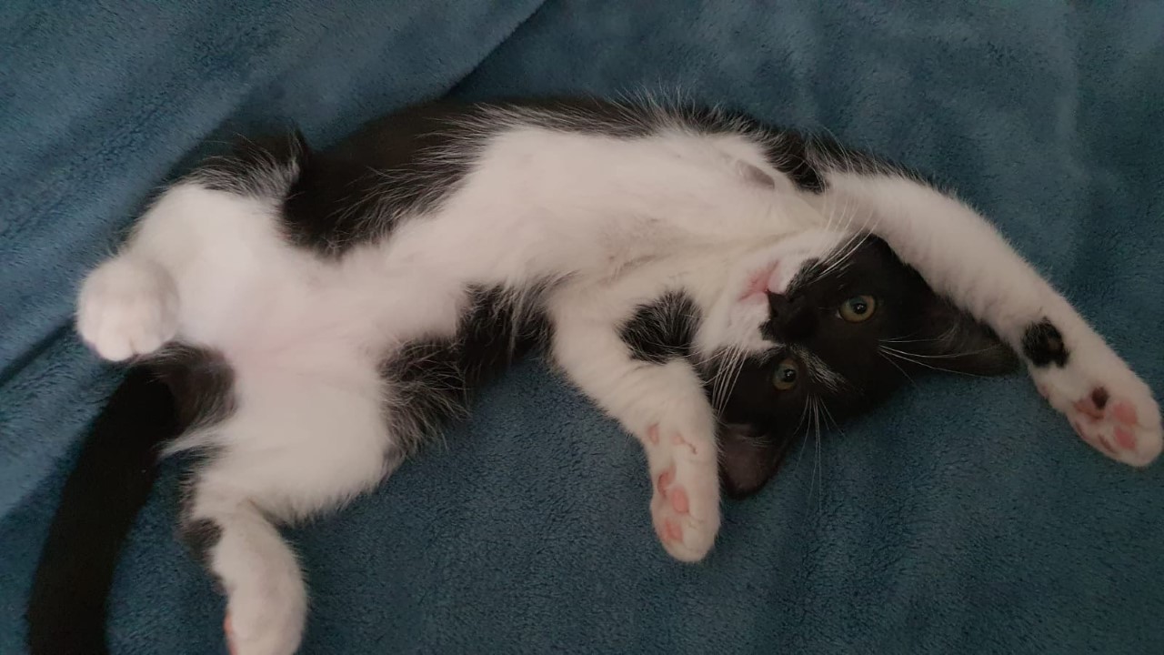 RUSSELL - F - Née le 01/05/2020 - Adoptée en Aout 2020