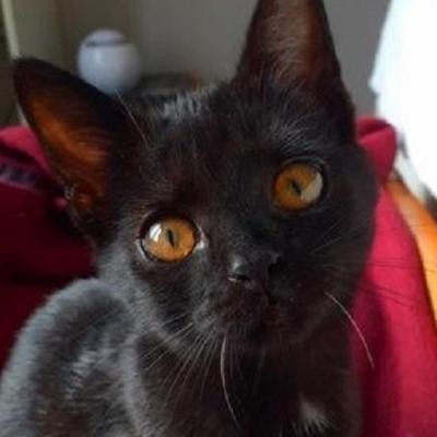 RUSTINE - F - Née le 09/08/2020 - Adoptée en février 2021