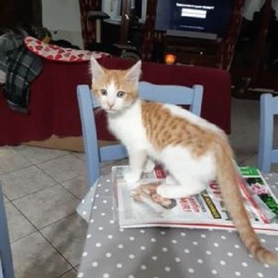 RUSTY - M - Né le 01/08/2020 - Adopté en janvier 2021