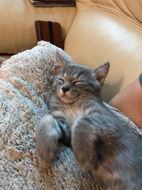 RX - F - Née le 25/04/2020 - Adoptée en Juillet 2020