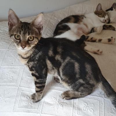 RYANA - F - Née le 10/04/2020 - Adoptée en septembre 2020