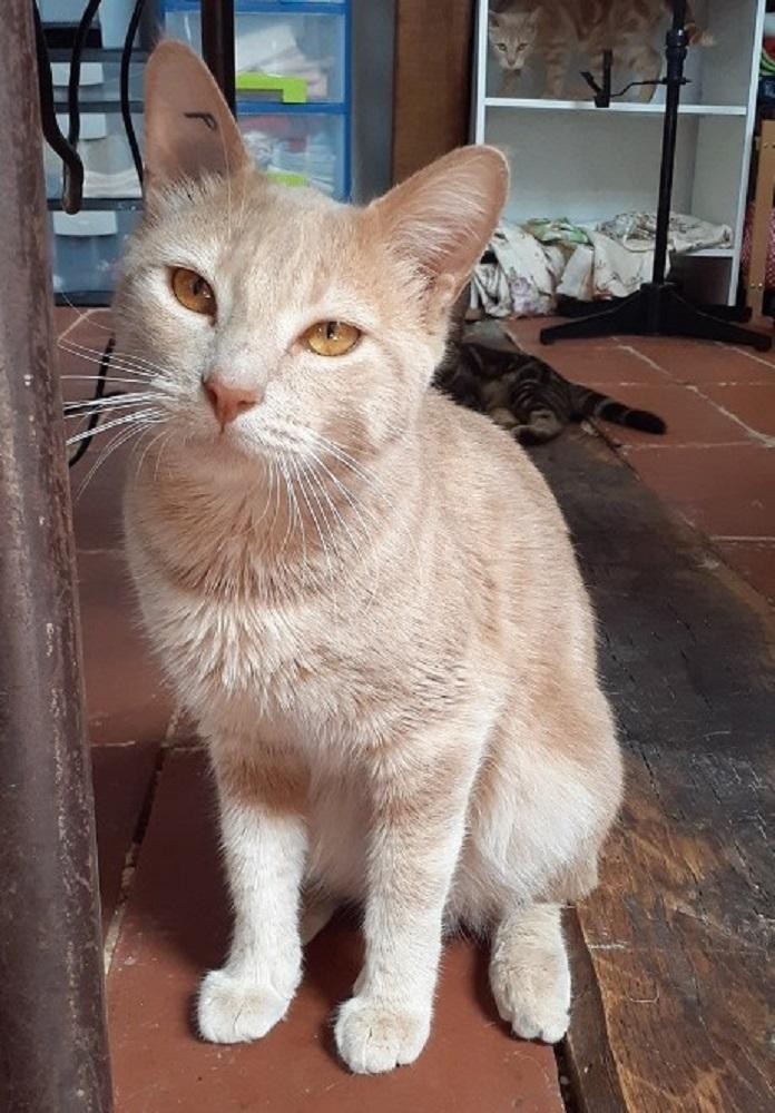 SABAYON - M - Né le 01/01/2020 - Adopté en juin 2021