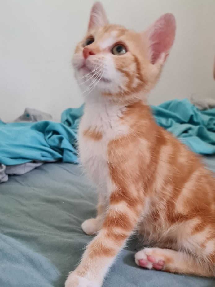 SABY - M - Né le 01/04/2021 - Adopté en juillet 2021