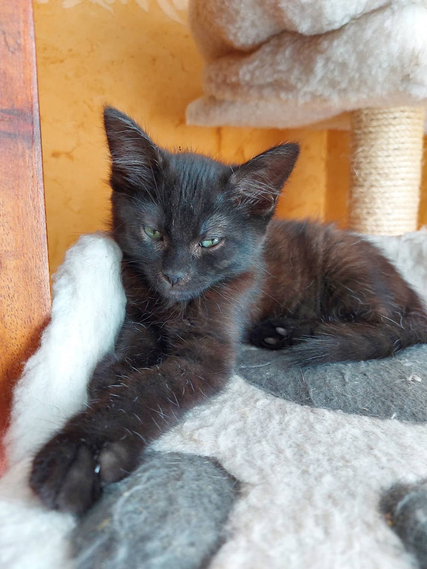 SAFARI - M - Né le 25/03/2021 - Adopté en juin 2021