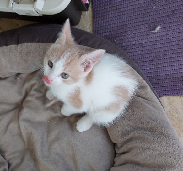 SAHARA - M - Né le 10/05/2021 - Adopté en Aout 2021