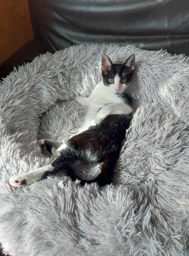 SAKARA - F - Née le 10/05/2021 - Adoptée en Janvier 2021