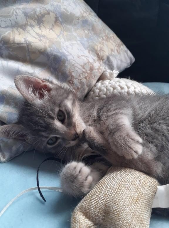 SAKURA - F - Née le 13/04/2021 - Adoptée en Septembre 2021