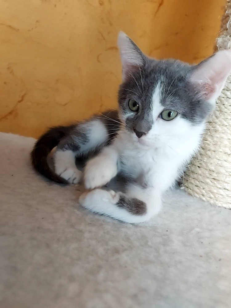 SAMBA - F - Née le 25/03/2021 - Adoptée en juin 2021