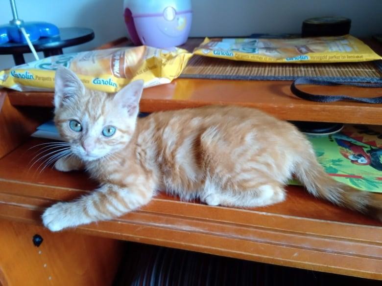 SAMIA - F - Née le 15/04/2021 - Adoptée en Juillet 2021