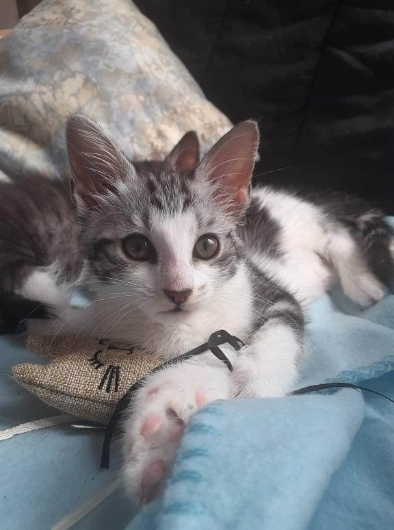 SANA - F - Née le 13/04/2021 - Adoptée en Aout 2021