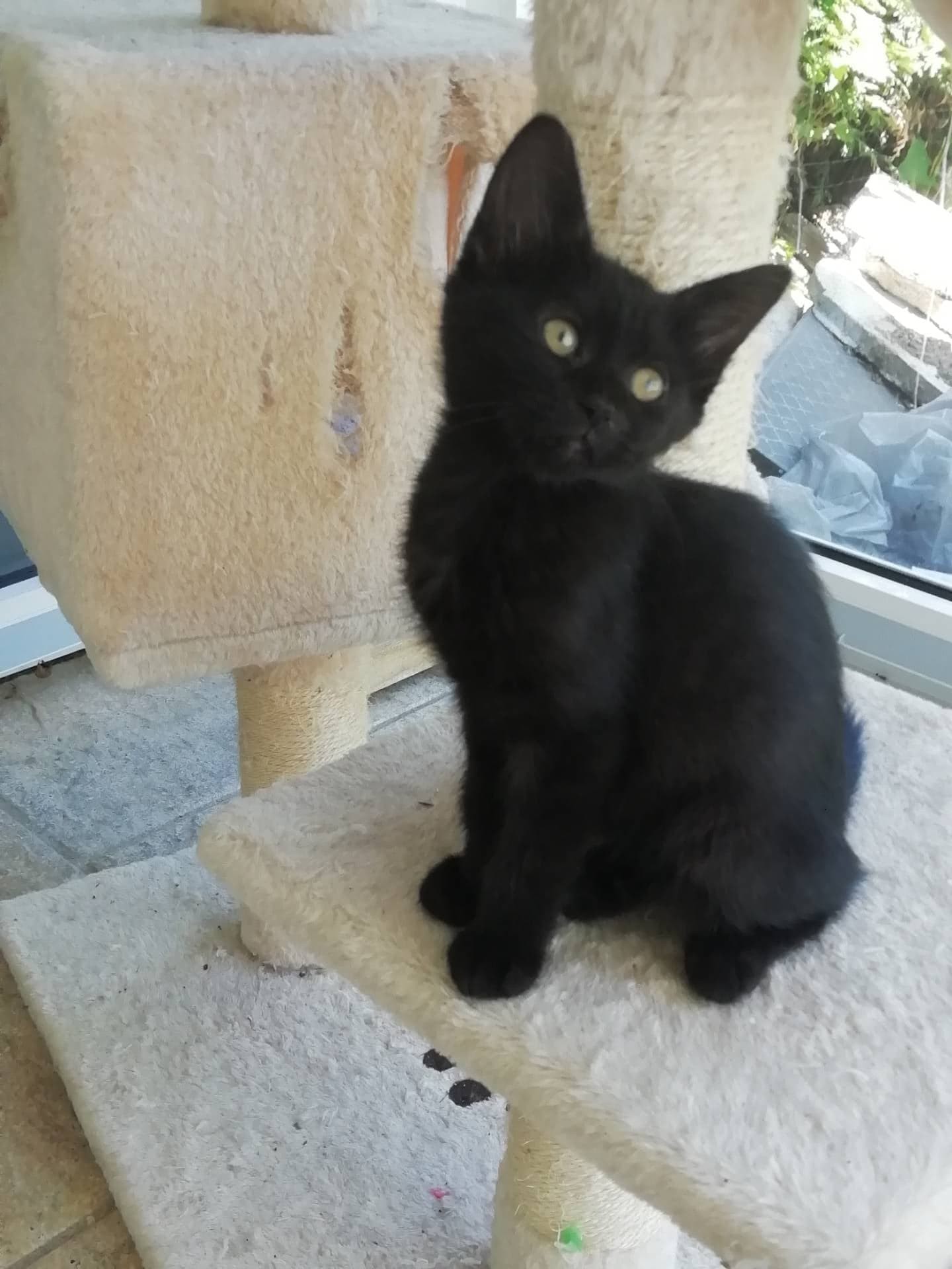 SANGRIA - F - Née le 25/03/2021 - Adoptée en juin 2021