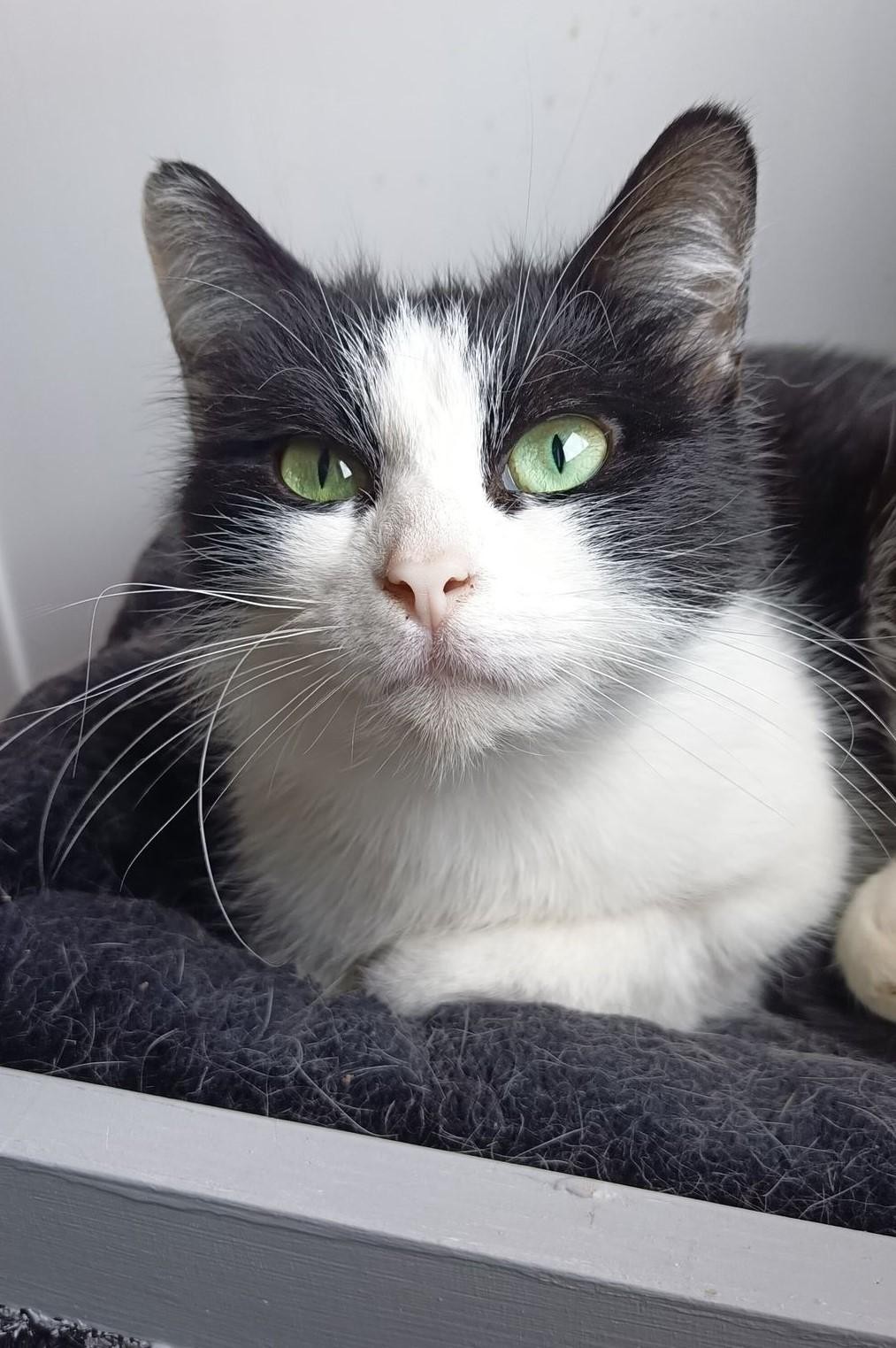 SAPHIR - F - Née le 01/08/2020 - Adoptée en avril 2021