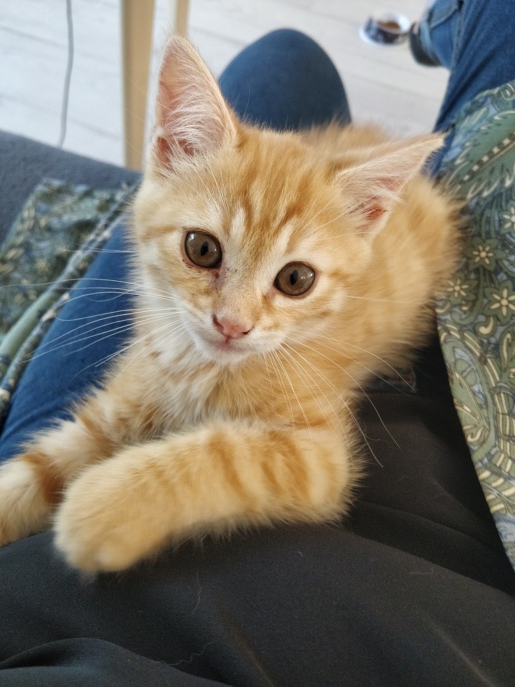 SAPHIRON - F - Née le 01/04/2021 - Adoptée en juillet 2021