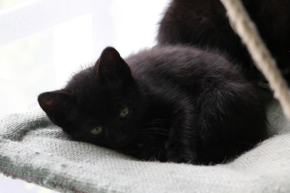 SAPRISTI - M - Né le 05/05/2021- Adopté en Aout2021