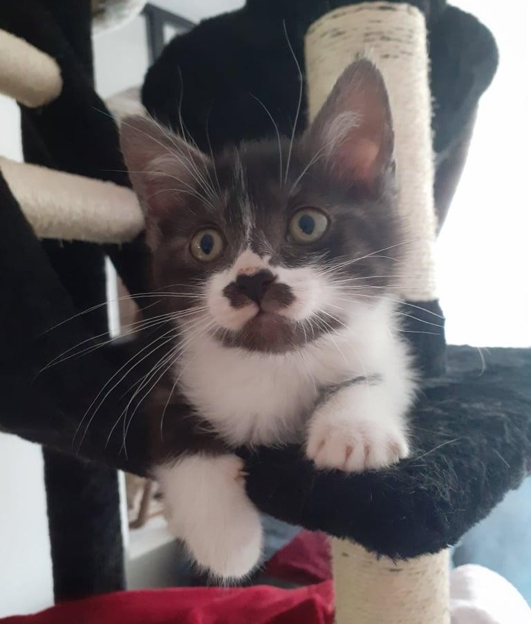 SARADA - F - Née le 13/04/2021 - Adoptée en juillet 2021