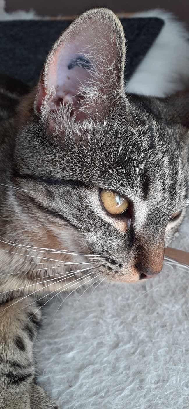 SATINE - F - Née le 01/09/2020 - Adoptée en aout 2021