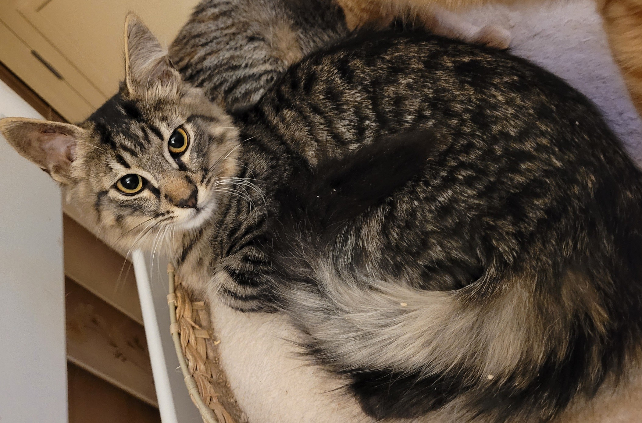 SAWKINS - M - Né le 01/08/2021 - Adopté en Avril 2022