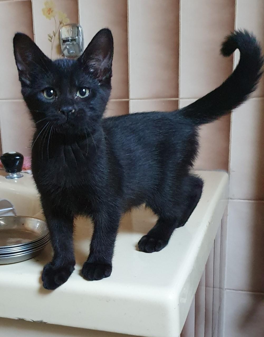 SAX - M - Né le 14/05/2021 - Adopté en aout 2021