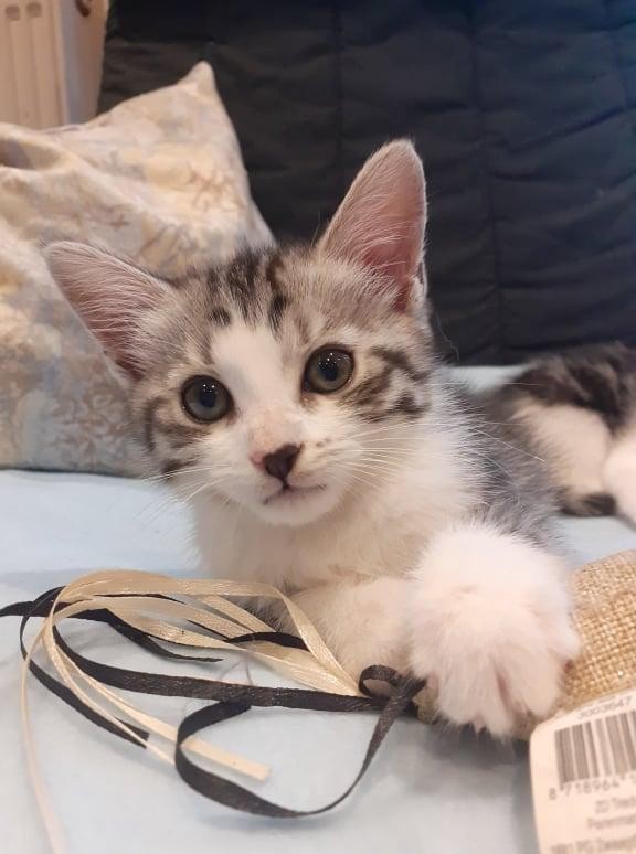 SAYA - F - Née le 13/04/2021 - Adoptée en juillet 2021