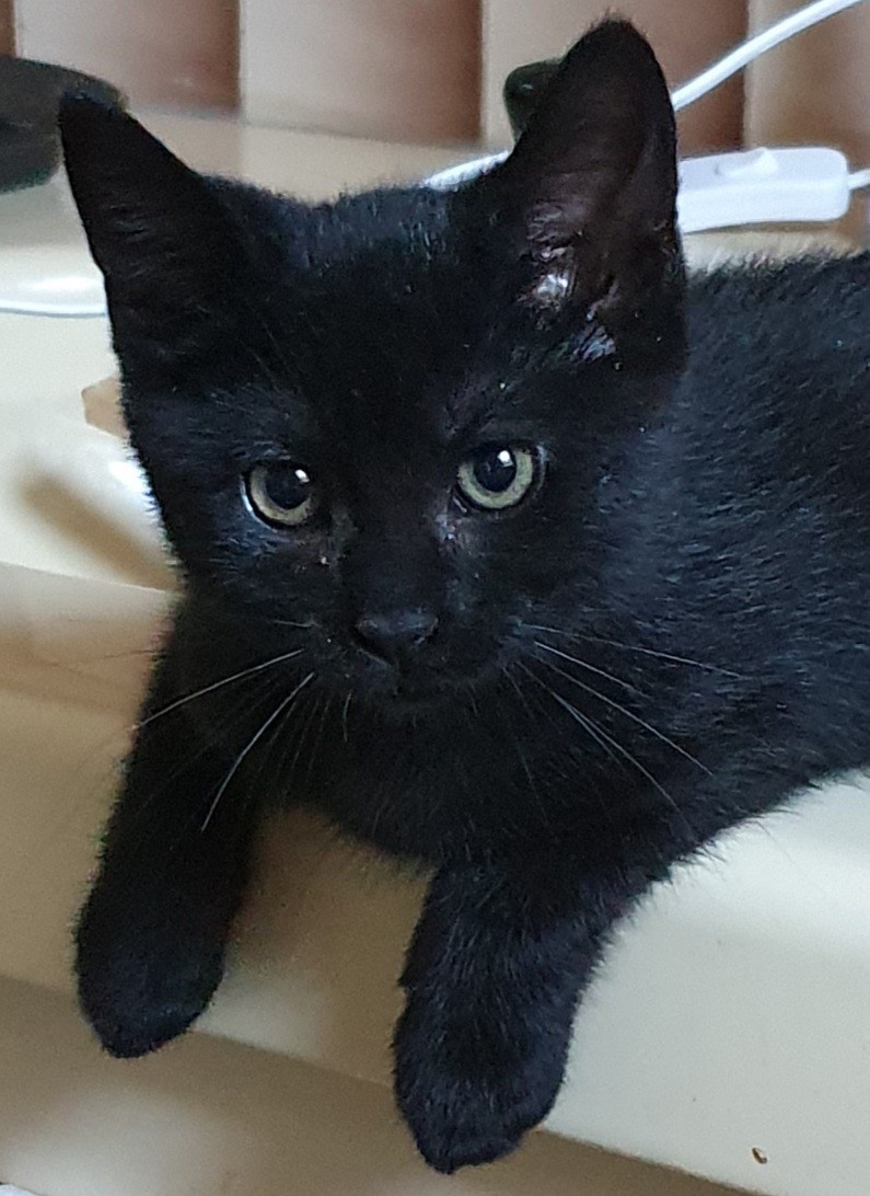 SEA - F - Née le 14/05/2021 - Adoptée en Septembre 2021