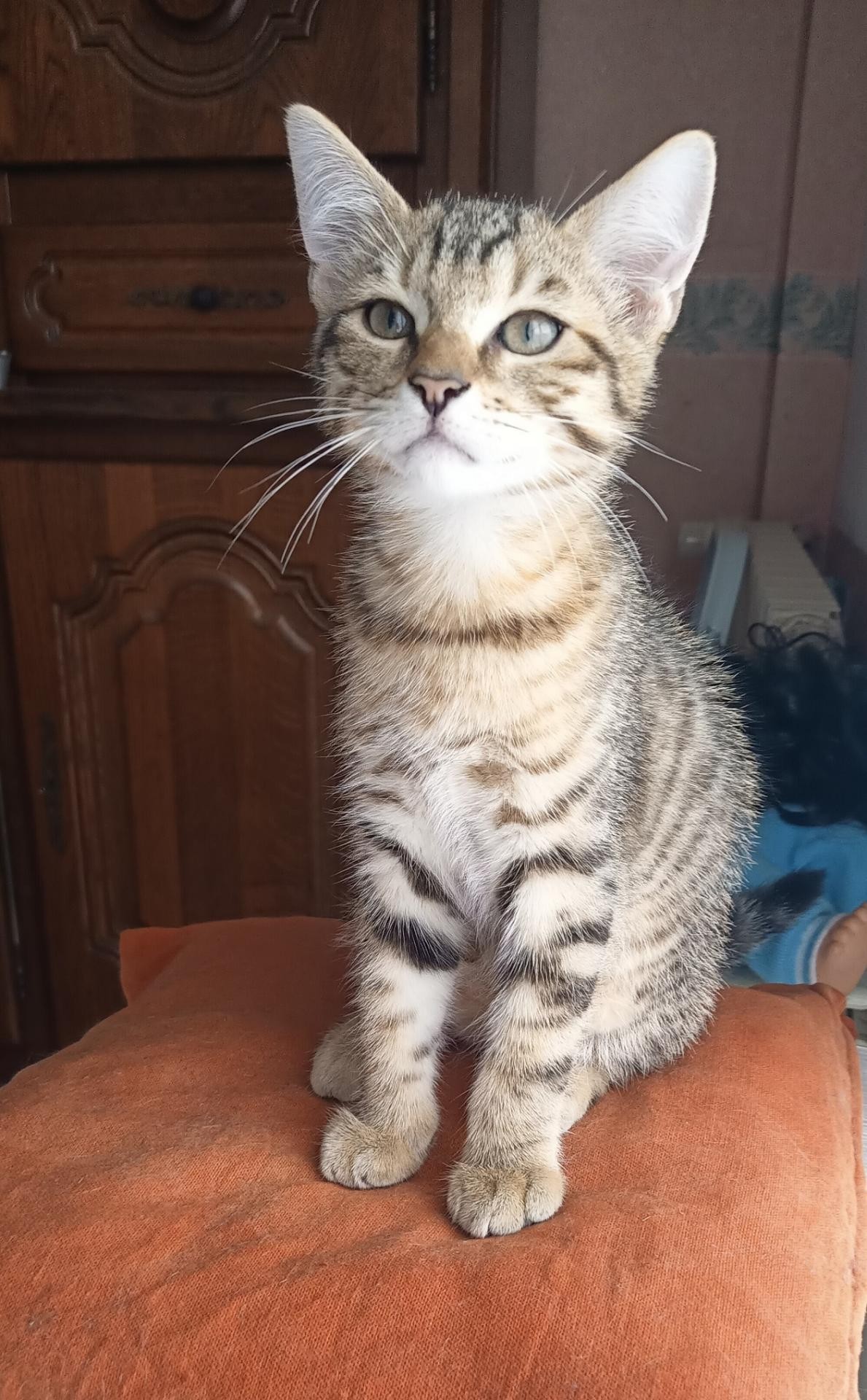 SEAL - M - Né le 16/04/2021 - Adopté en aout 2021