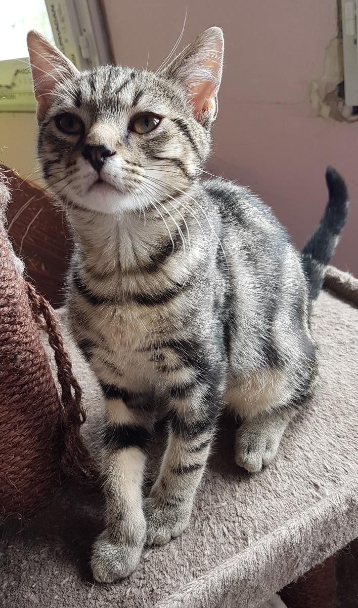 SEOUL - M - Né le 01/04/2021 - Adopté en Septembre 2021