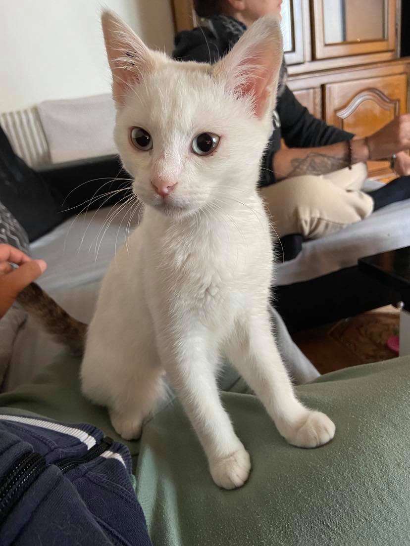 SEPHORA - F - Née le 01/02/2021 - Adoptée en Aout 2021