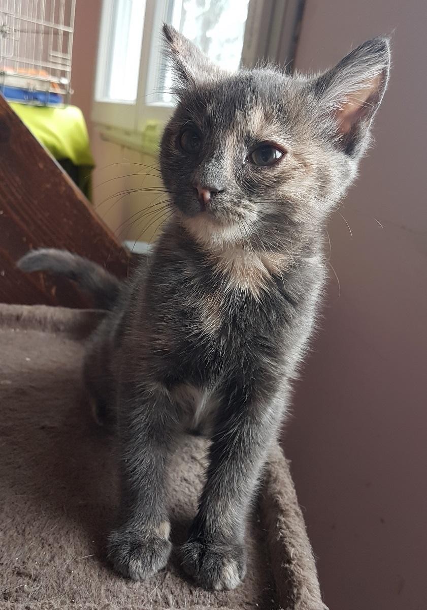 SEVILLE - F - Née le 25/04/2021 - Adoptée en aout 2021