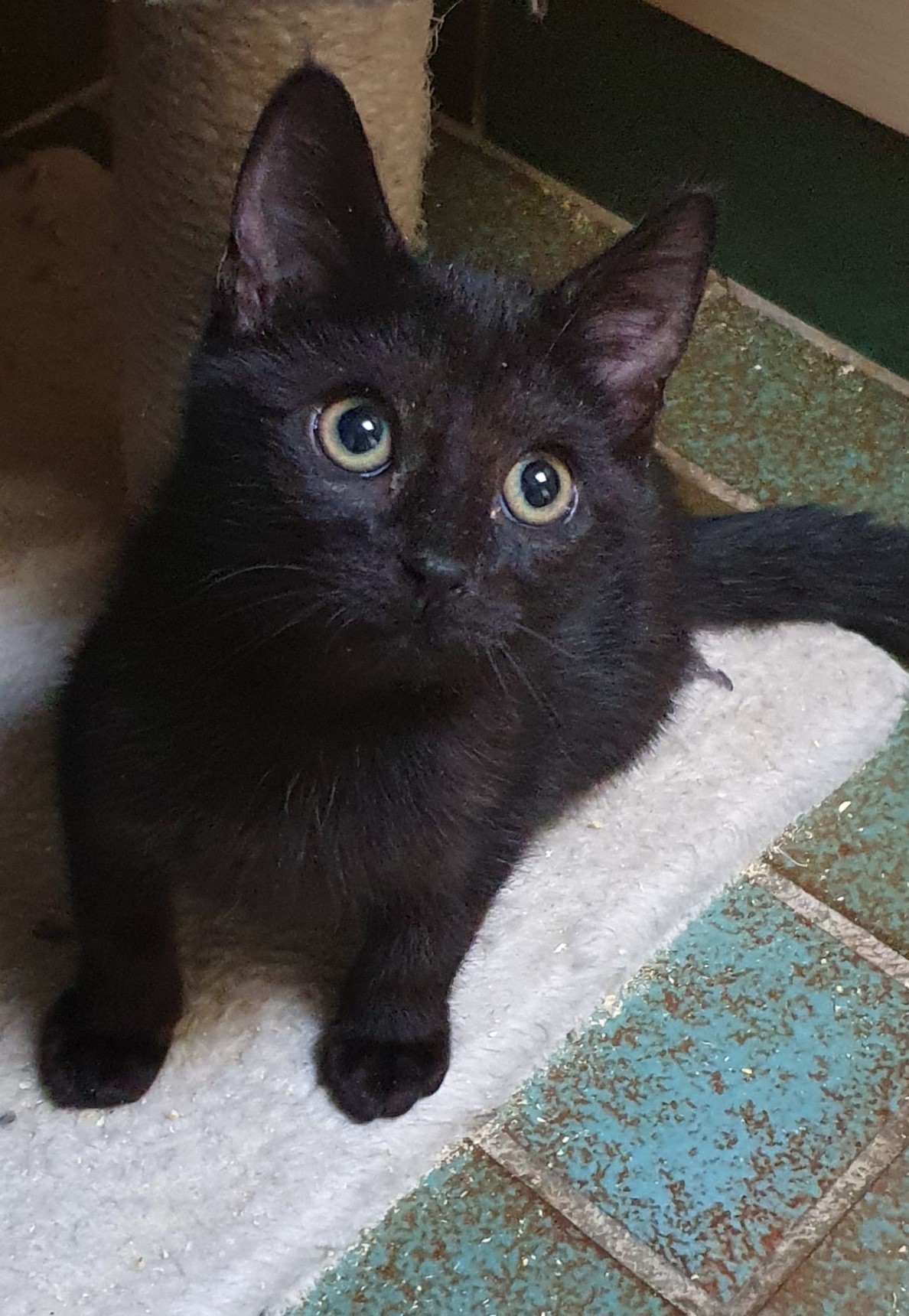 SHANIA TWAIN - F - Née le 06/08/2021 - Adoptée en Janvier 2022