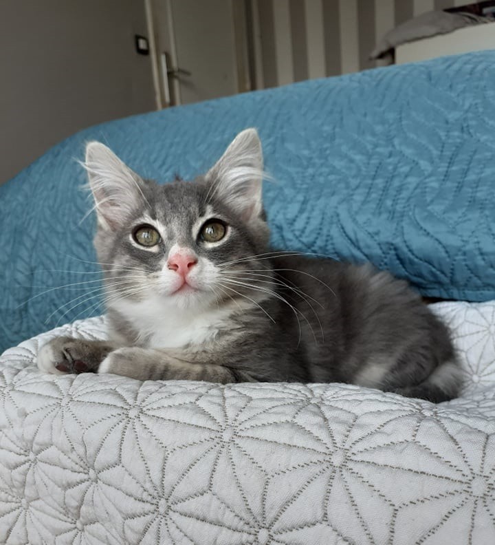 SHAPO - M - Né 05/05/2021 - Adopté en Aout 2021