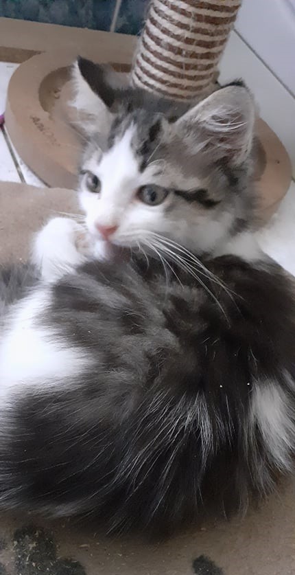 SHIRO- M - Né le 20/04/2021 - Adopté en Septembre 2021