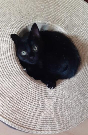 SHIVA - F - Née le 20/04/2021 - Adoptée en aout 2021