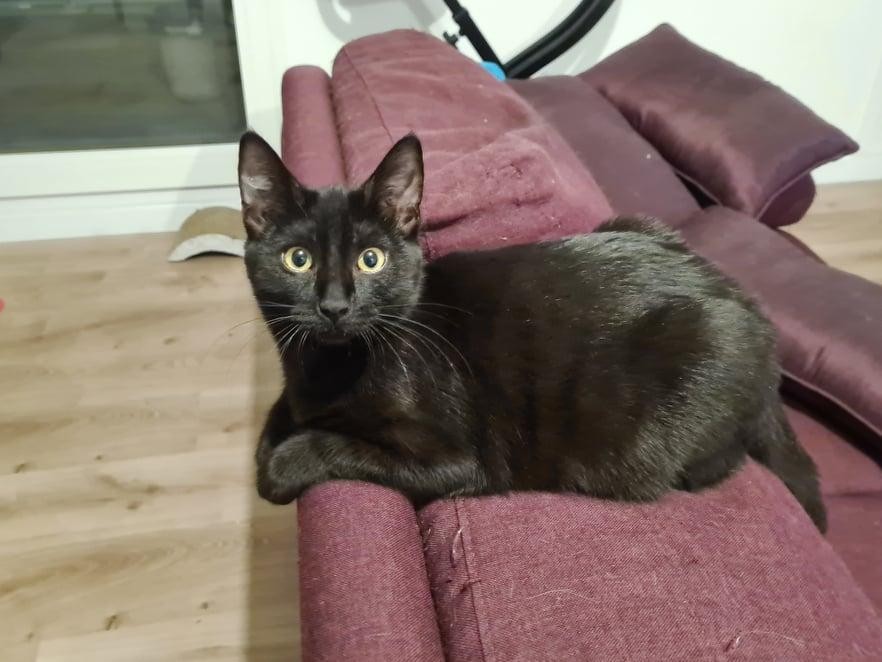 SHOKO - M - Né le 20/07/2021 - Adopté en 02/2023