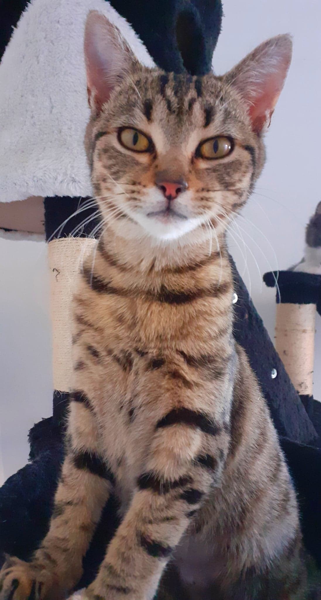 SHOUPETTE - F - Née le 01/07/2021 - Adoptée en Avril 2022