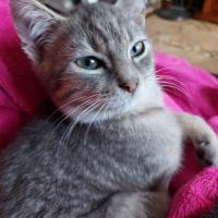 SIBERIE - M - Né le 01/06/2021 - Adopté en Octobre 2021