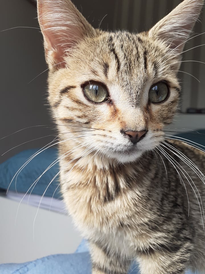 SIBOULOT - M - Né le 20/05/2021 - Adopté en Janvier 2022