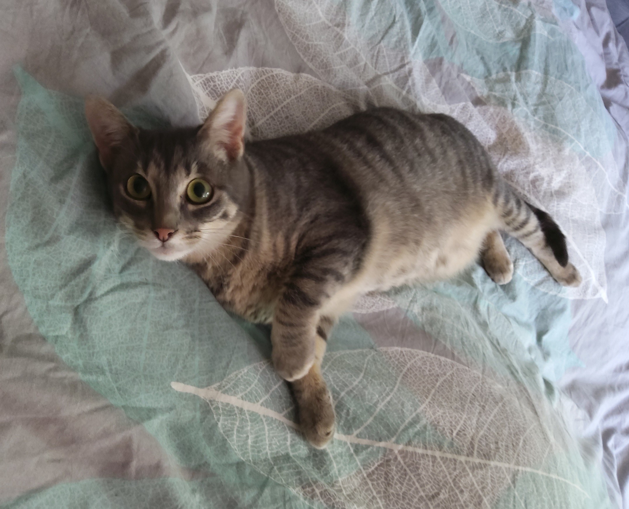 SIGMA - F - Née le 01/07/2021 - Adoptée en Janvier 2022