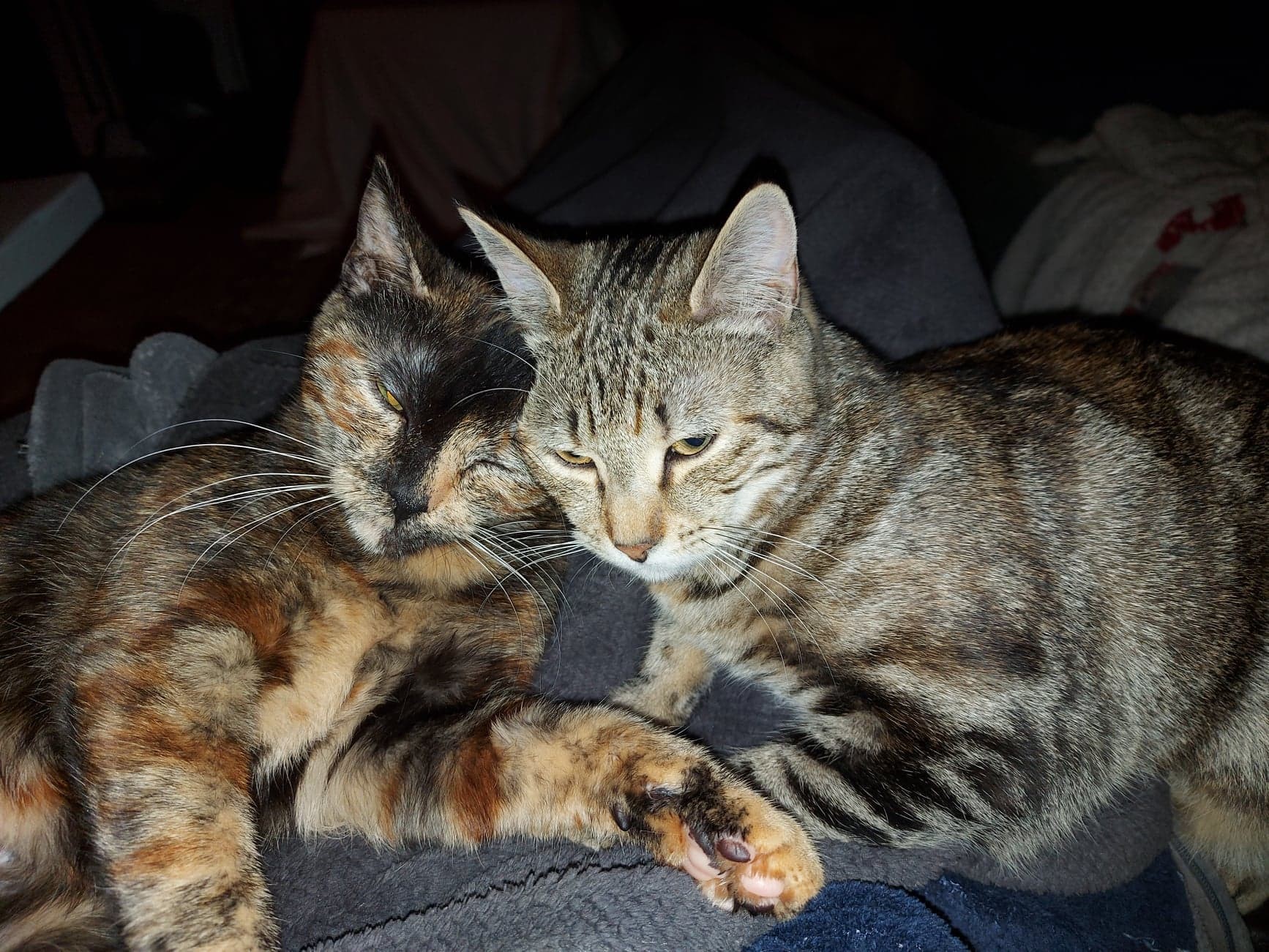 SKYFALL et SIGNY - F - nées le 25/08/2021 - Adoptées en Avril 2022