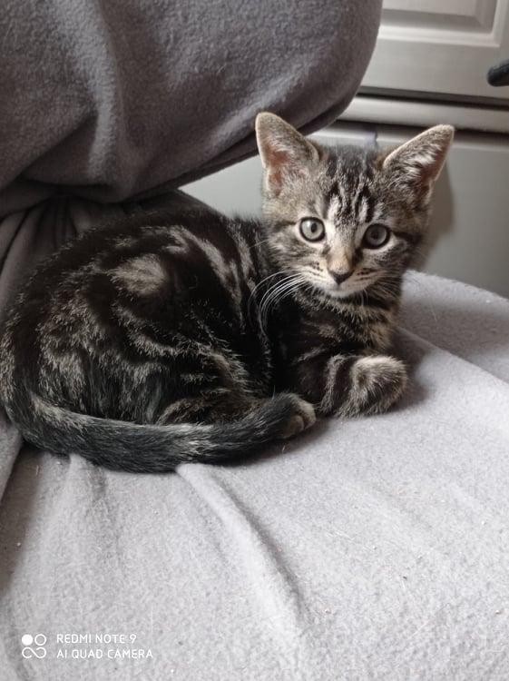 SIMEONE - F - Née le 18/04/2021 - Adoptée en aout 2021