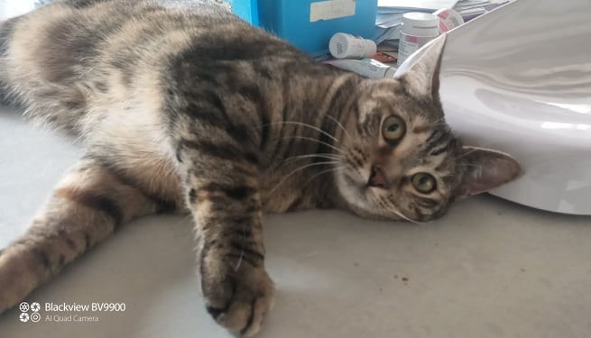 SIPSI - F - Née le 01/01/2020 - Adoptée en Fevrier 2022