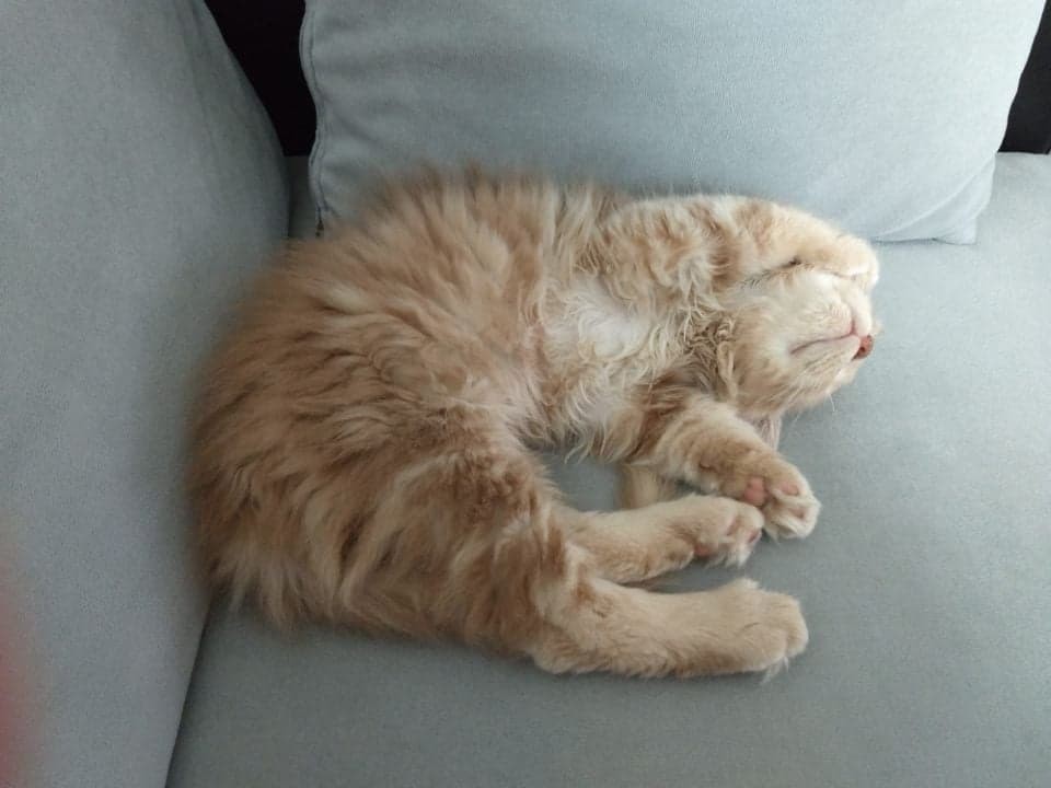 SIRIUS - M - Né le 05/03/2021 - Adopté en juin 2021