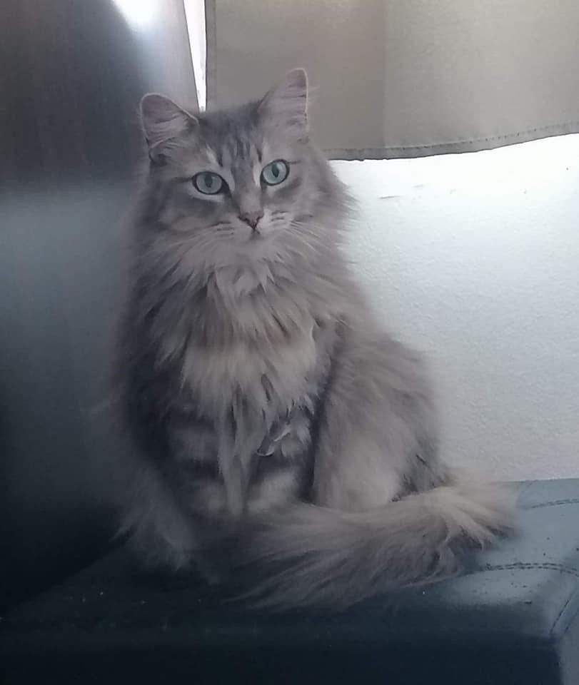 SKATE - M - Né le 01/07/2017 - SISSI - F - Né le 01/04/2014 - Adoptés en juin 2021