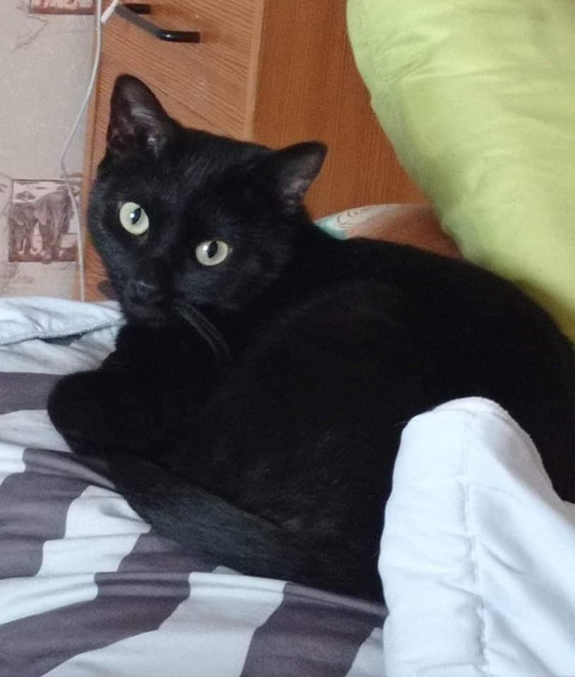 SKATE - M - Né le 01/07/2017 - SISSI - F - Né le 01/04/2014 - Adoptés en juin 2021