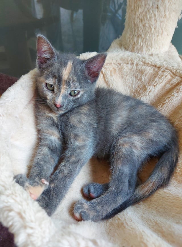 SKYE - F - Née le 10/05/2021 - Adoptée en Aout 2021