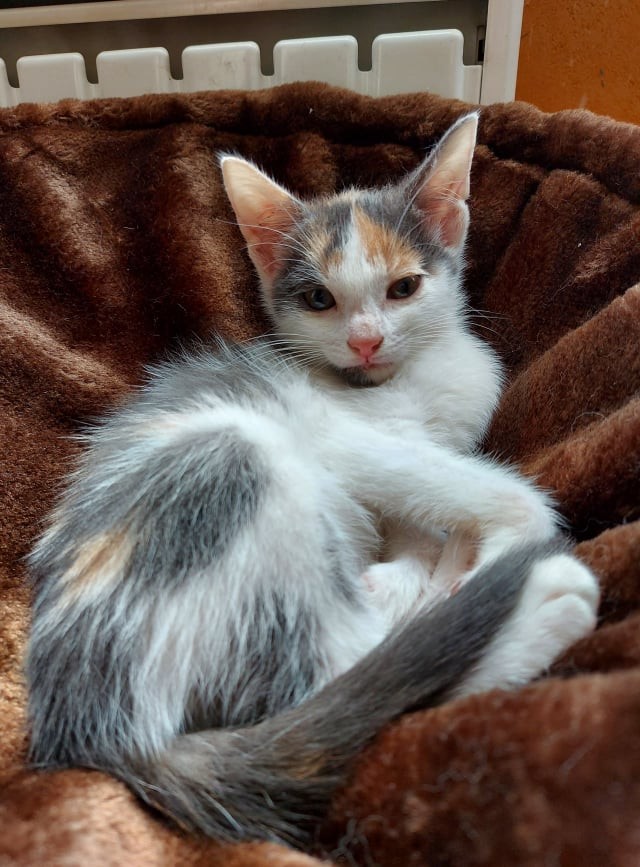 SMARTIES - F - Née le 10/05/2021 - Adoptée en Aout 2021