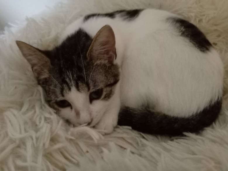 SOIZIC - F - Née le 01/09/2021 - Adoptée en Avril 2022